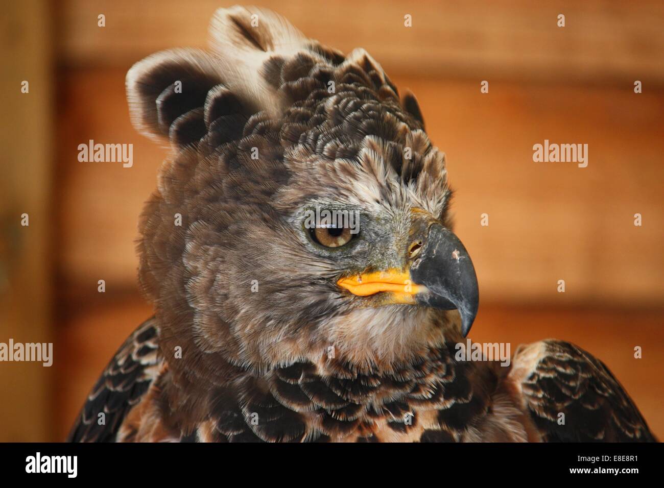 A Magnificent African Crowned Eagle Stock Photo Alamy