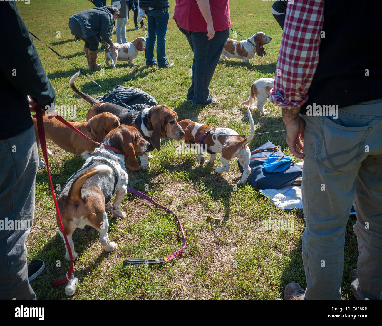 Basset hounds bring their owners to Prospect Park in Brooklyn in New