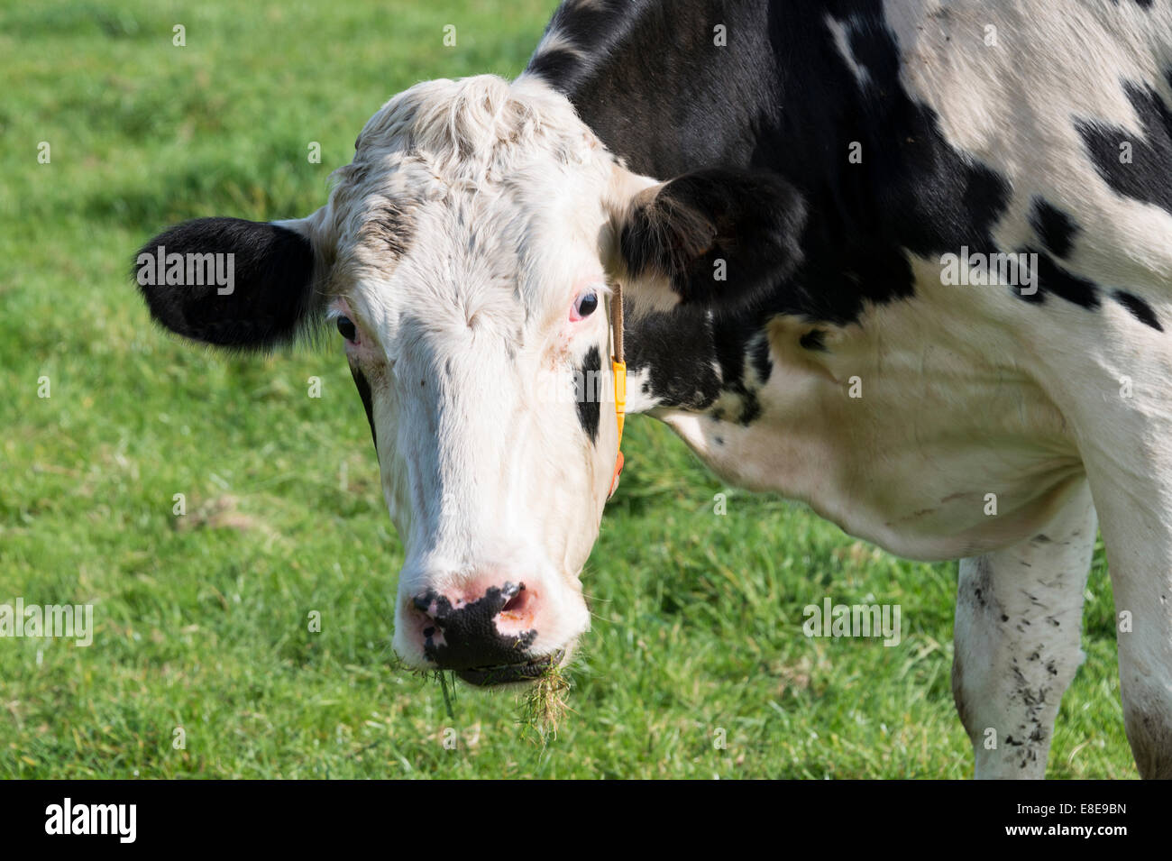 head from black and white cow looking at the camera Stock Photo