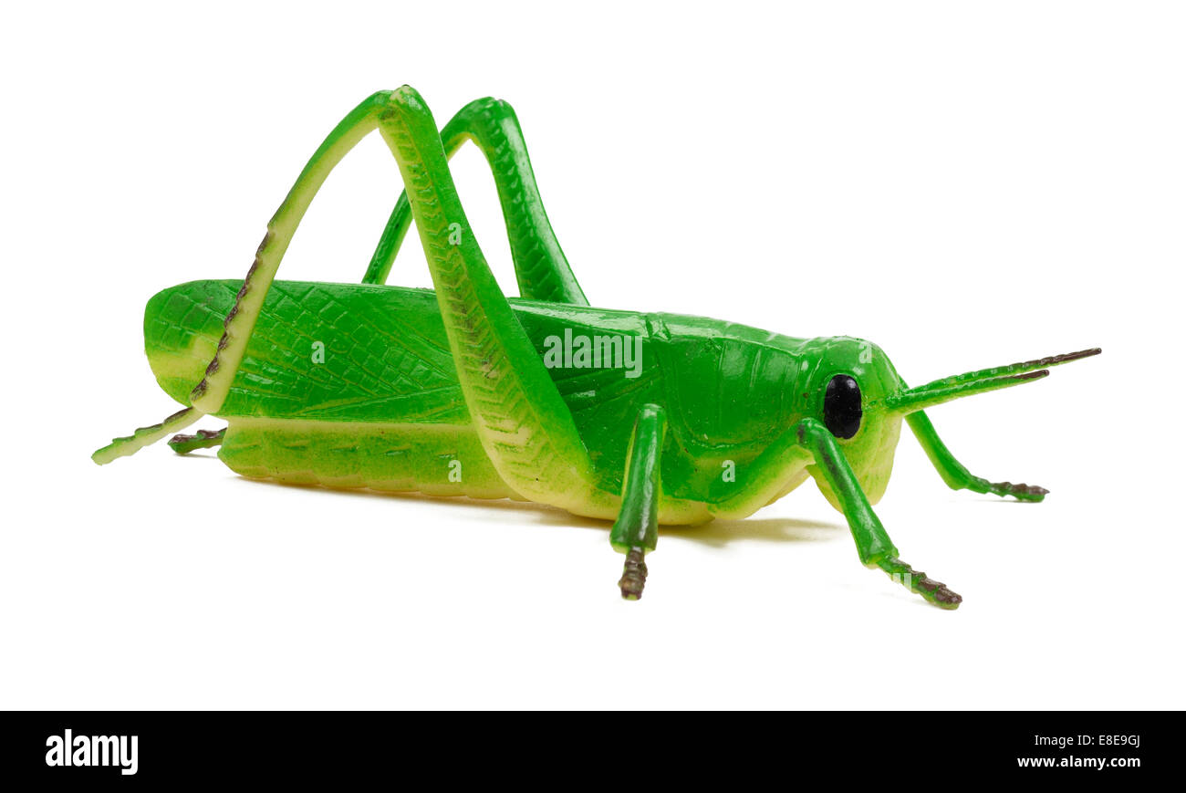 Plastic toy green grasshopper insect Stock Photo