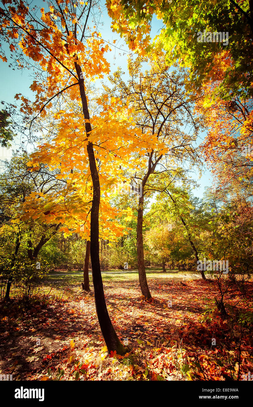 Sunny day in outdoor park with colorful autumn trees. Amazing bright colors of nature landscape Stock Photo