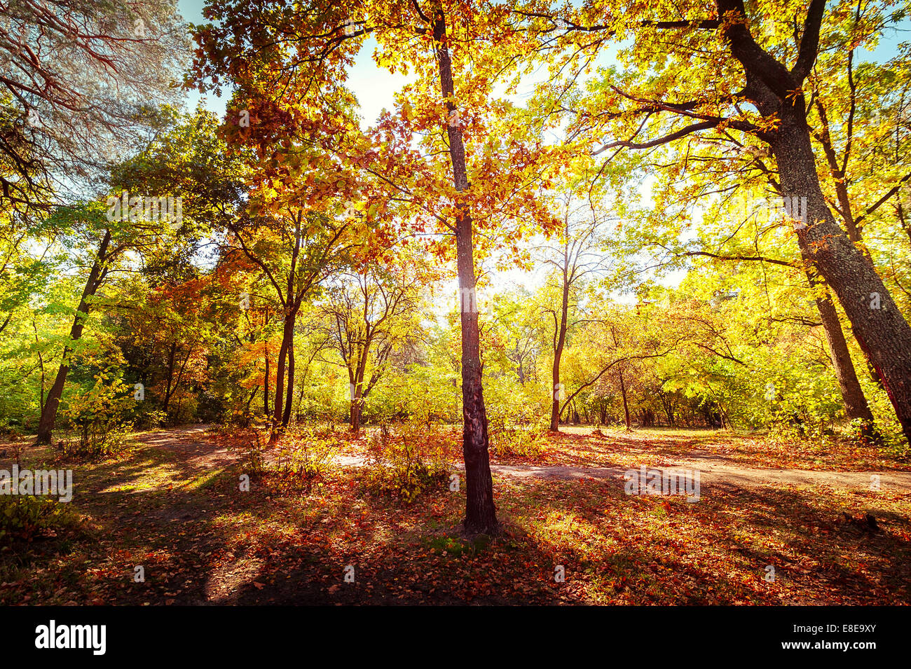 Sunny day in outdoor park with colorful autumn trees. Amazing bright colors of nature landscape Stock Photo