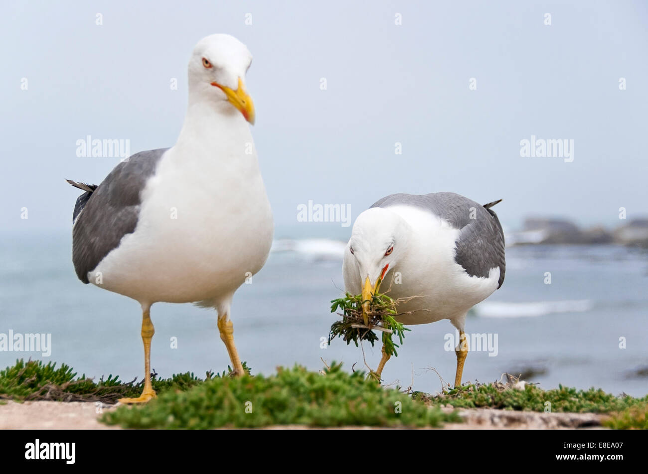 Horizontal close up of a breeding pair of European herring gulls, Larus argentatus, protecting their nest. Stock Photo