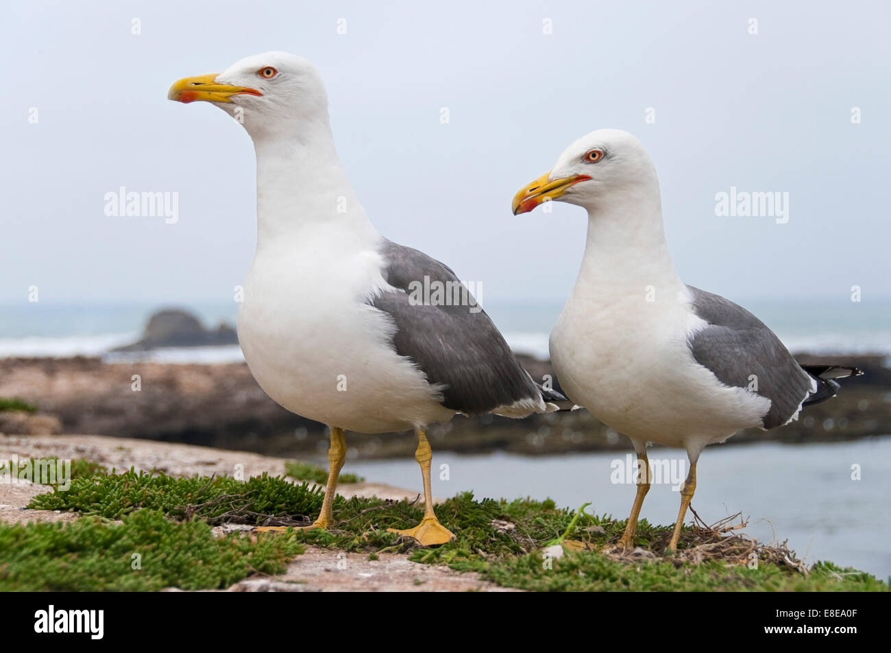 Horizontal close up of a breeding pair of European herring gulls, Larus argentatus, protecting their nest. Stock Photo