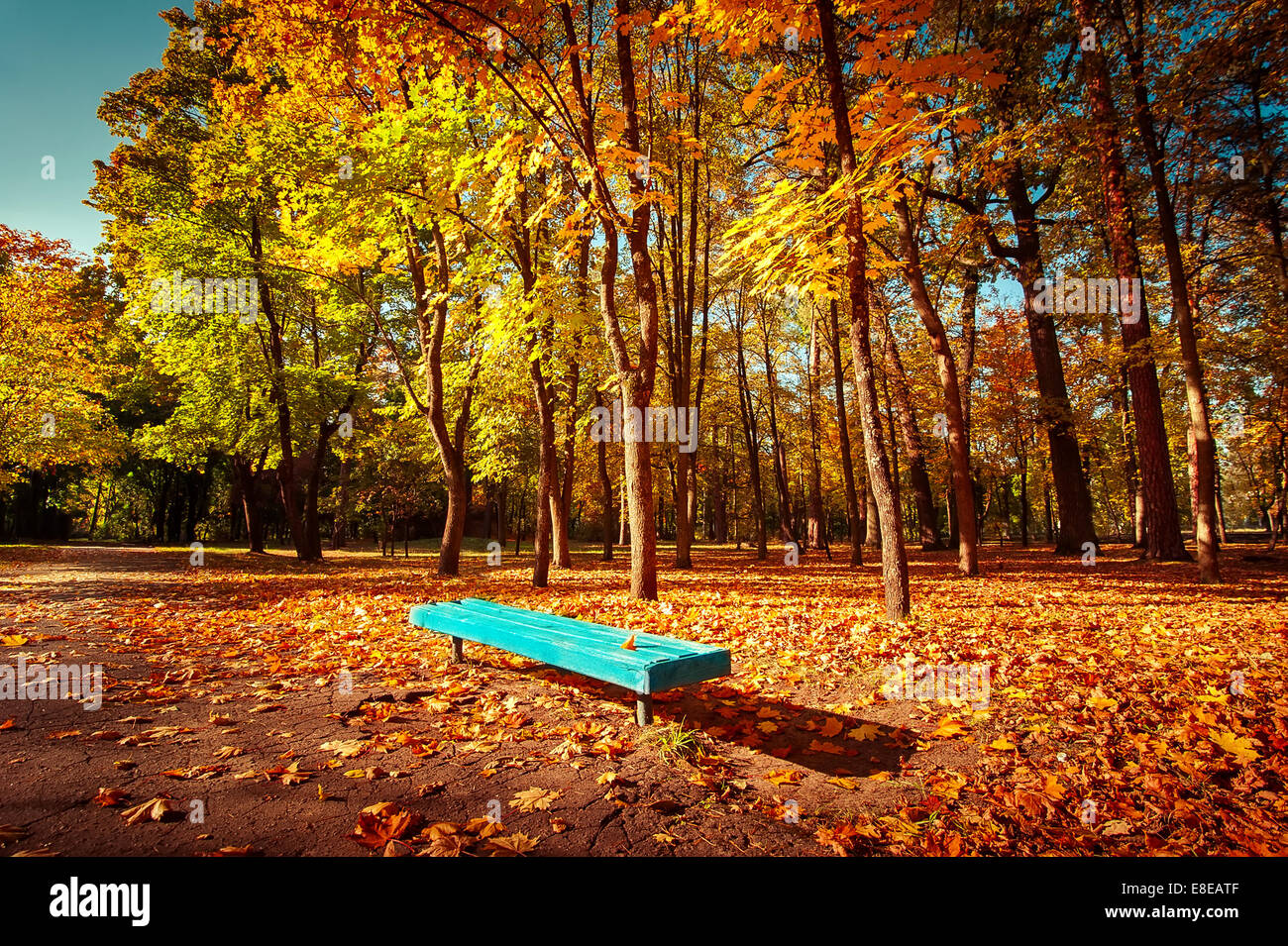 Sunny day in outdoor park with colorful autumn trees and bench. Amazing bright colors of autumn nature landscape Stock Photo