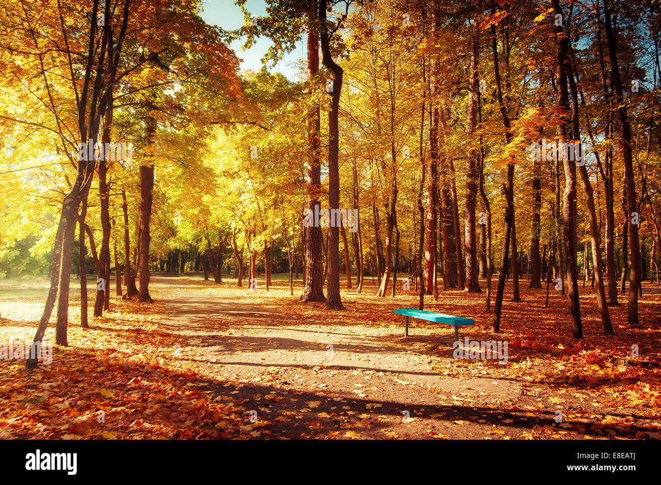 Sunny day in outdoor park with colorful autumn trees and bench. Amazing bright colors of autumn nature landscape Stock Photo