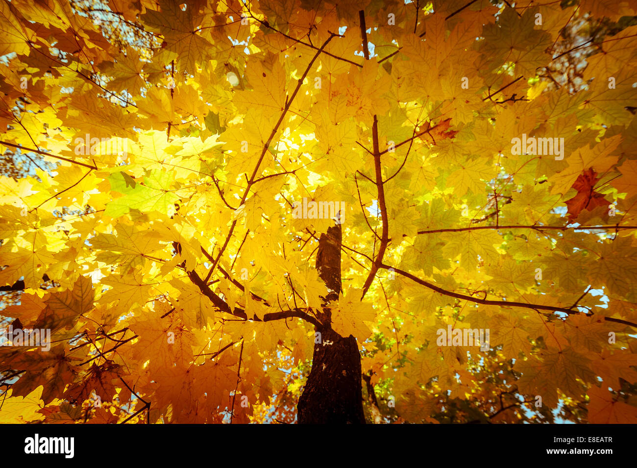 Abstract nature background with colorful maple tree leaves in autumn ...