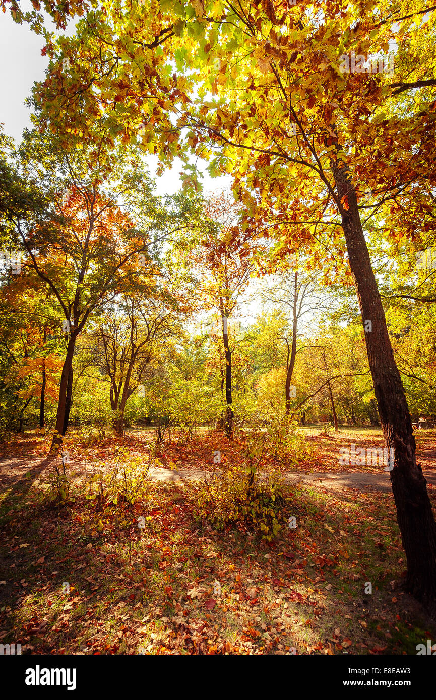 Path in the autumn park. Autumn Landscape. Park in Autumn. Forest in Autumn. Dry leaves in the foreground. Stock Photo