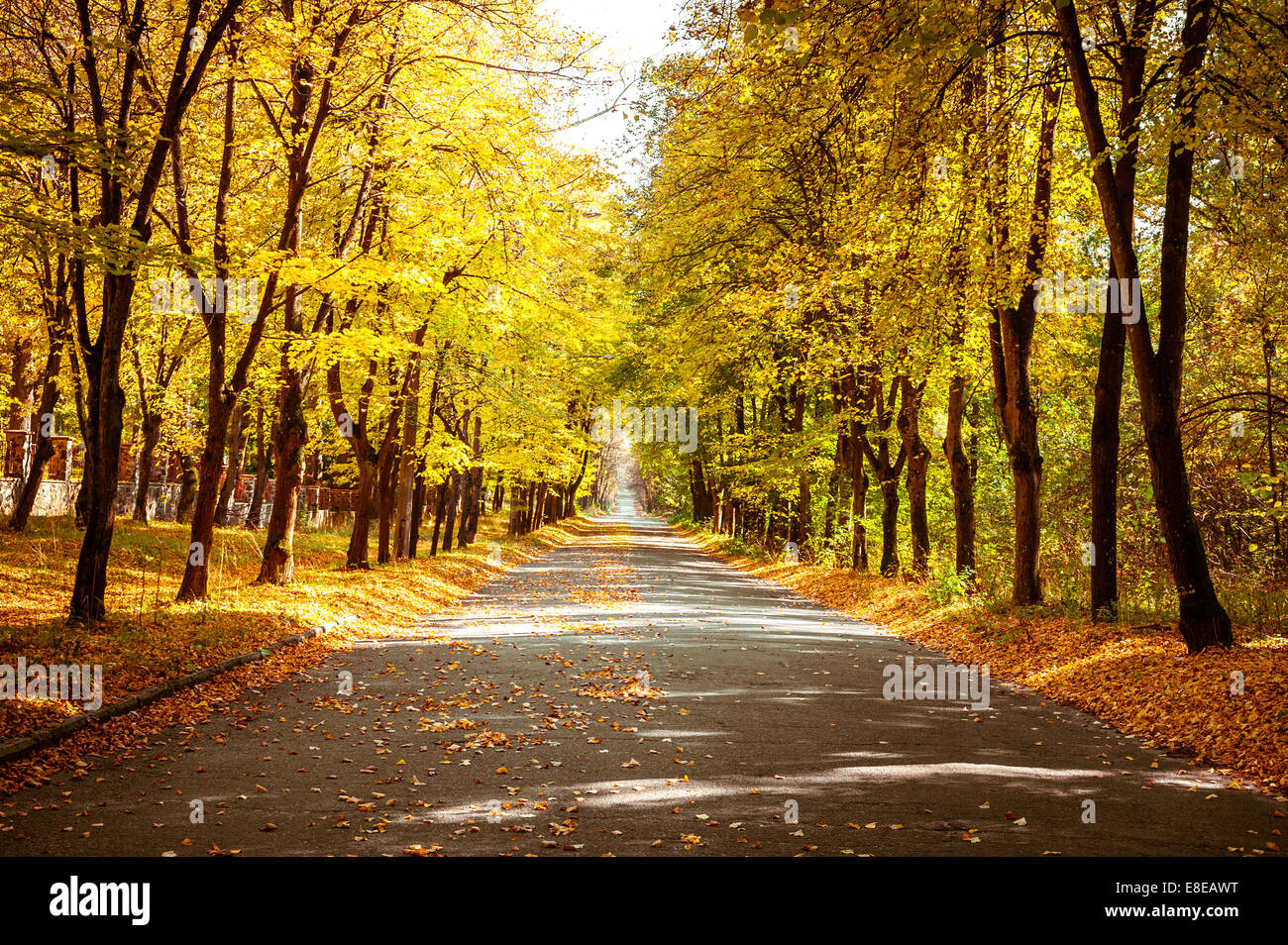 Sunny day in outdoor park with colorful autumn trees and pathway. Amazing bright colors of autumn nature landscape Stock Photo