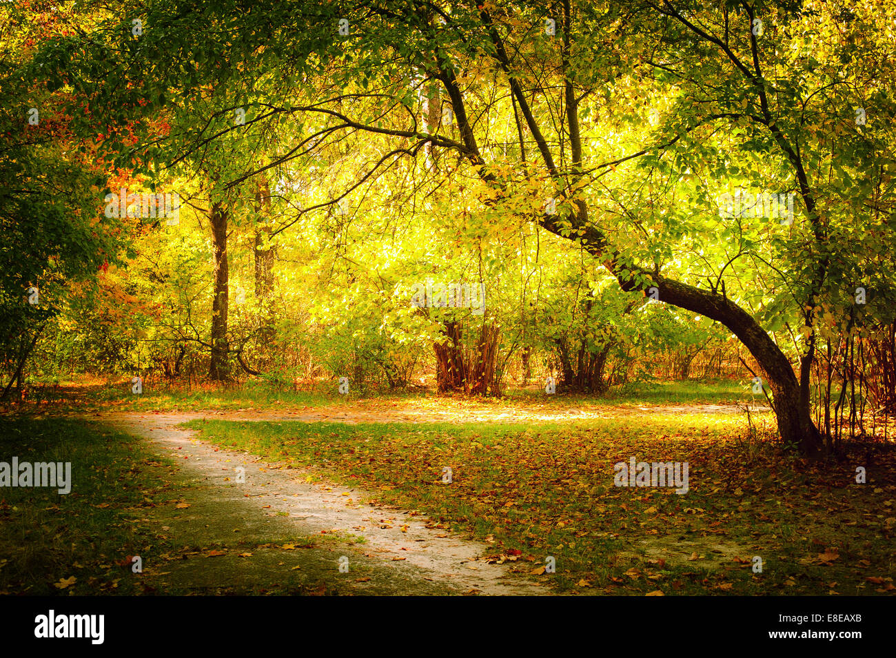 Sunny day in outdoor park with colorful autumn trees and pathway. Amazing bright colors of autumn nature landscape Stock Photo