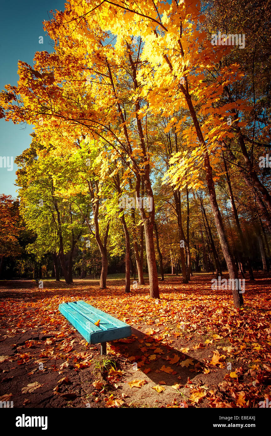 Sunny day in outdoor park with colorful autumn trees and bench. Amazing bright colors of autumn nature landscape Stock Photo