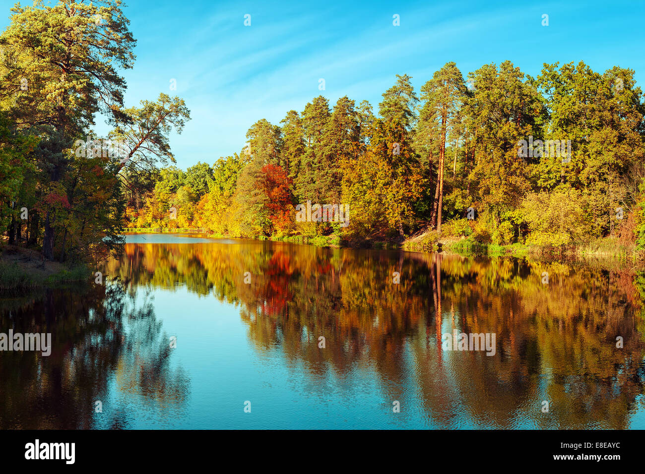 Sunny day in outdoor park with lake and colorful autumn trees reflection under blue sky. Amazing bright colors of autumn nature Stock Photo
