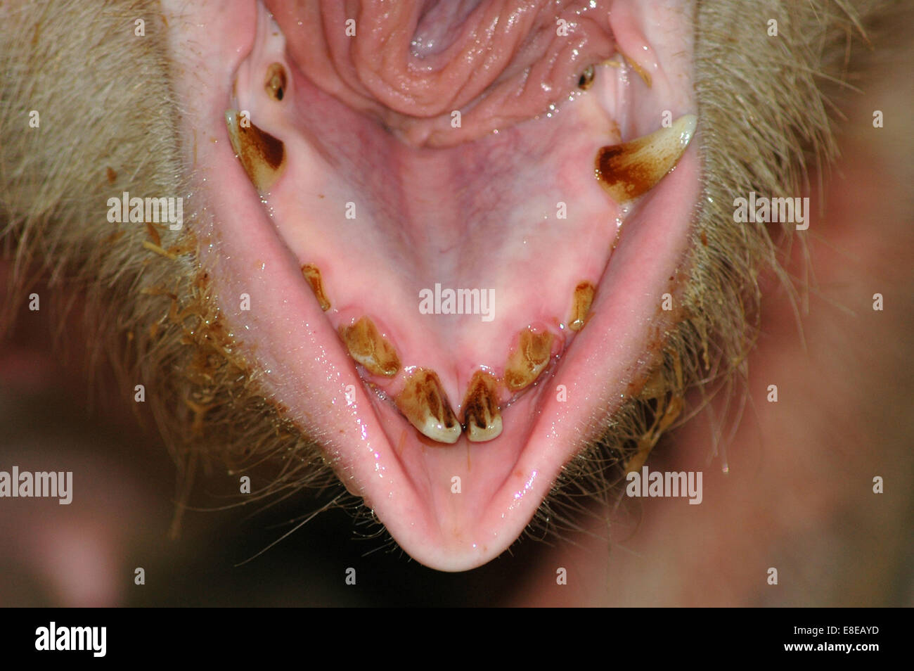 Pigs Teeth High Resolution Stock Photography and Images Alamy