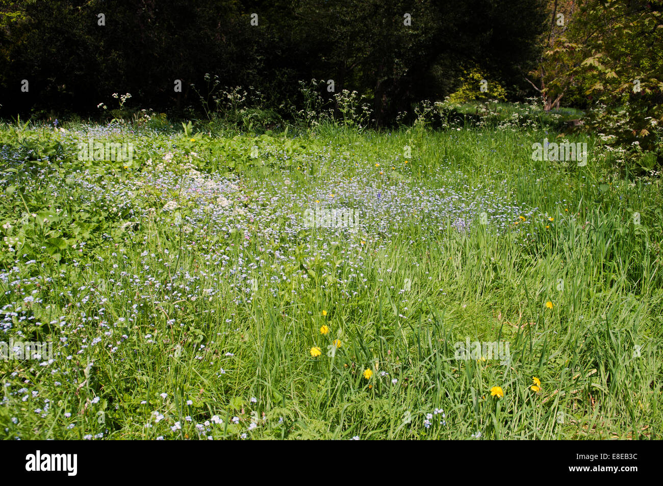 MYOSOTIS SYLVATICA Stock Photo