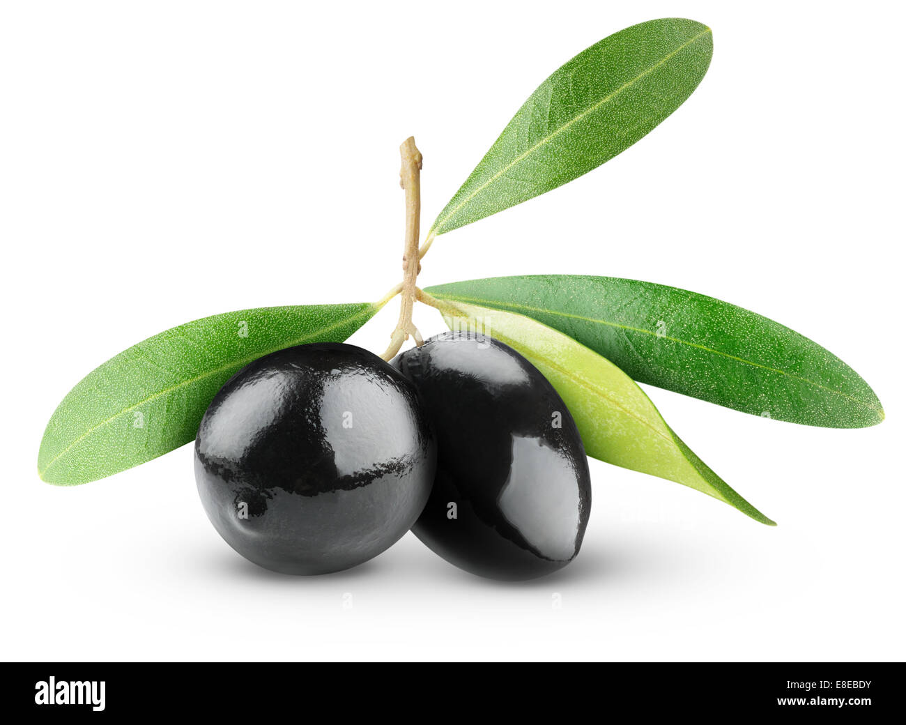 Olive branch isolated Cut Out Stock Images & Pictures - Page 2 - Alamy