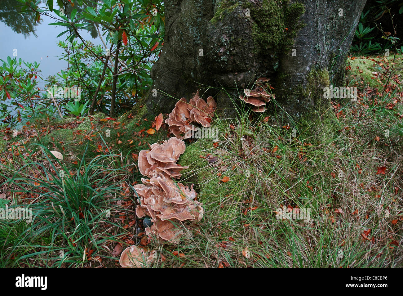 Fungus growing near tree and water Stock Photo