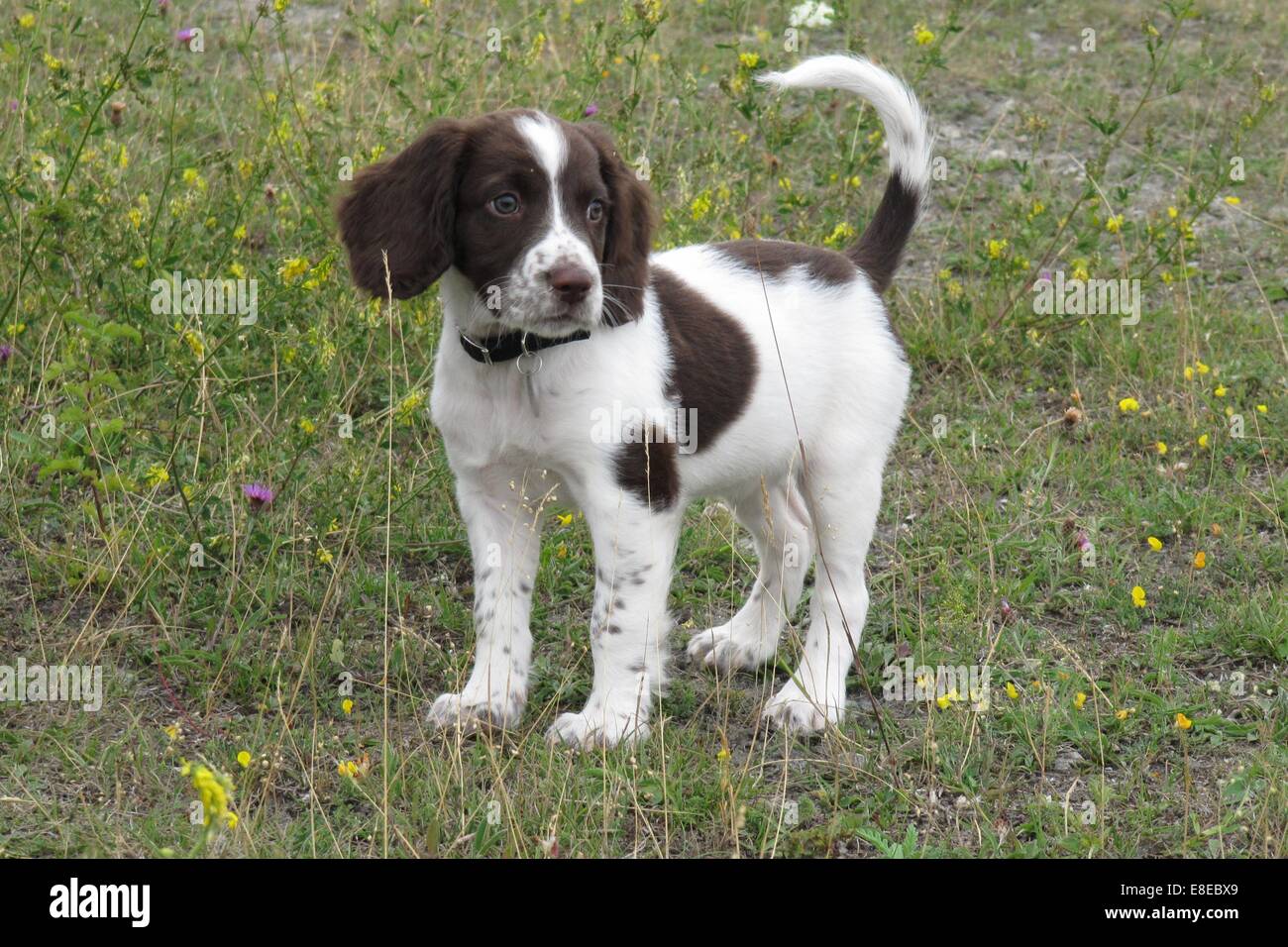 liver and white springer spaniel puppy