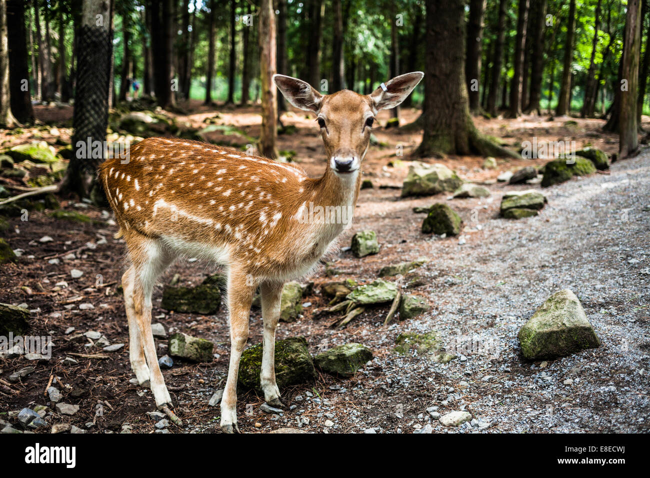 Editorial - July 29, 2014 at the Parc Safari, Quebec , Canada inside the Deer Forest where is is possible to touch or feed the f Stock Photo