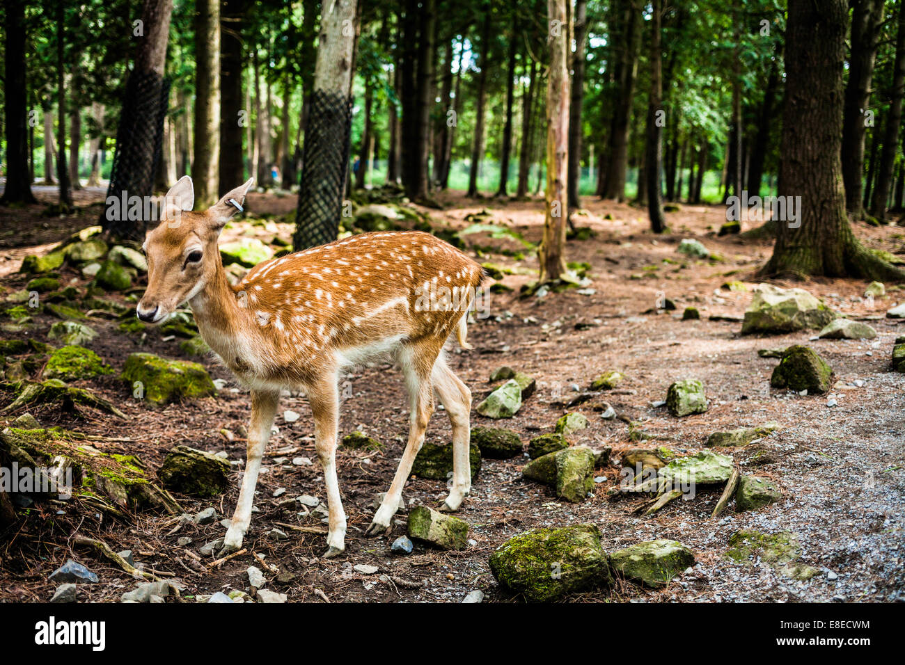 Editorial - July 29, 2014 at the Parc Safari, Quebec , Canada inside the Deer Forest where is is possible to touch or feed the f Stock Photo