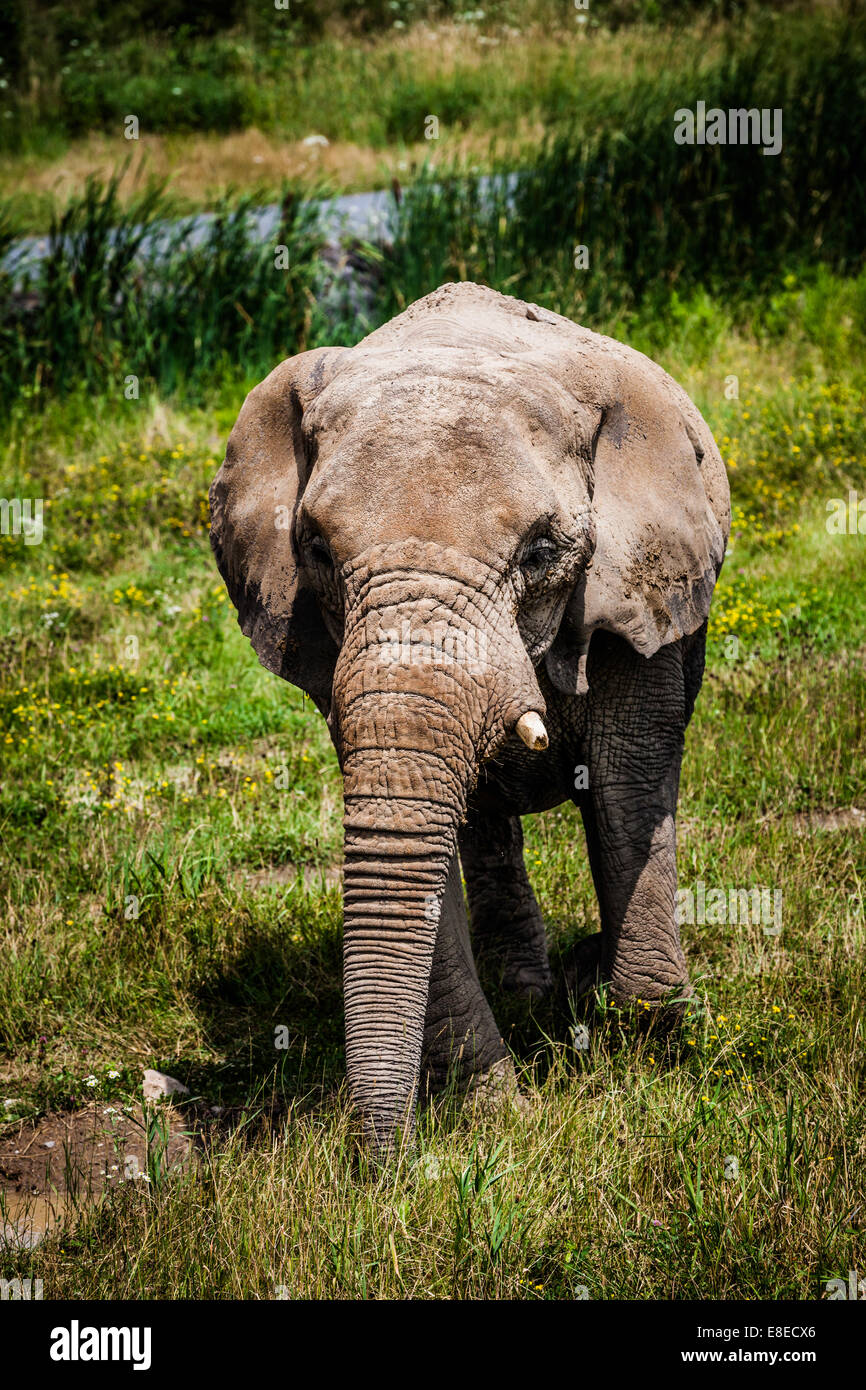 Editorial - July 29, 2014 Lonely Elephant at Parc Safari, Quebec , Canada on a beautiful summer day. Stock Photo