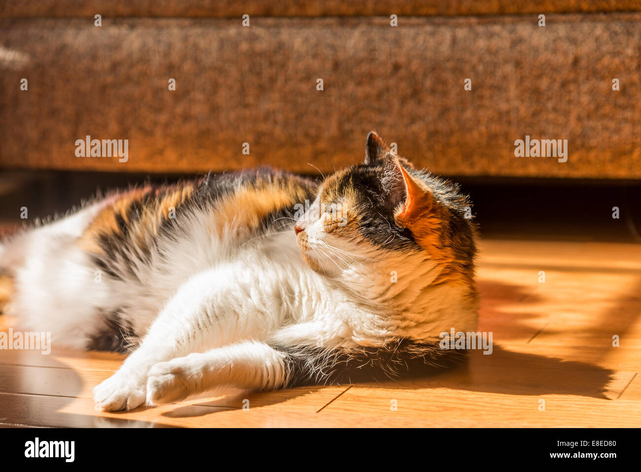 A calico cat sleeps in the sun. Stock Photo