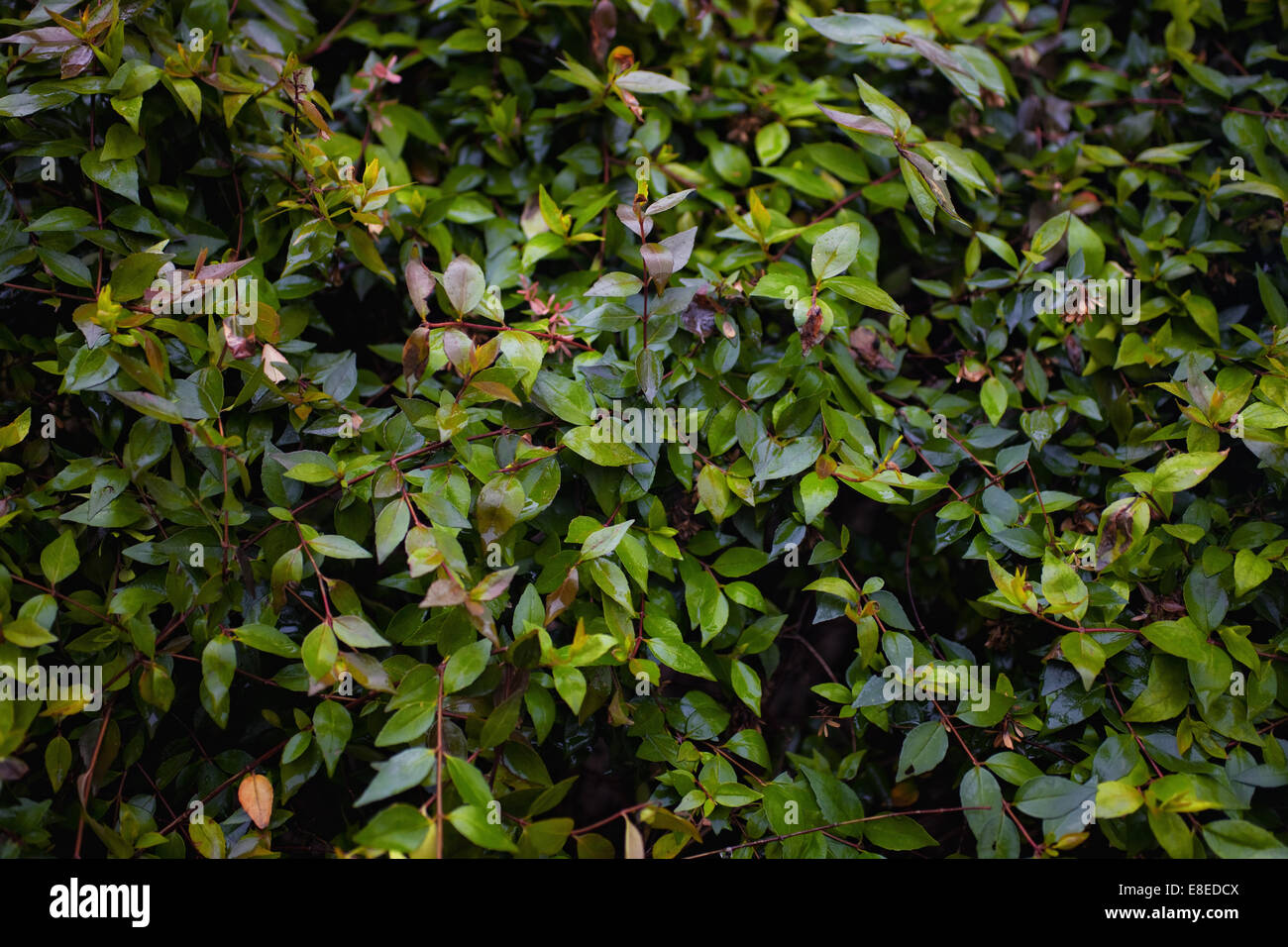 branches-of-a-bush-hi-res-stock-photography-and-images-alamy