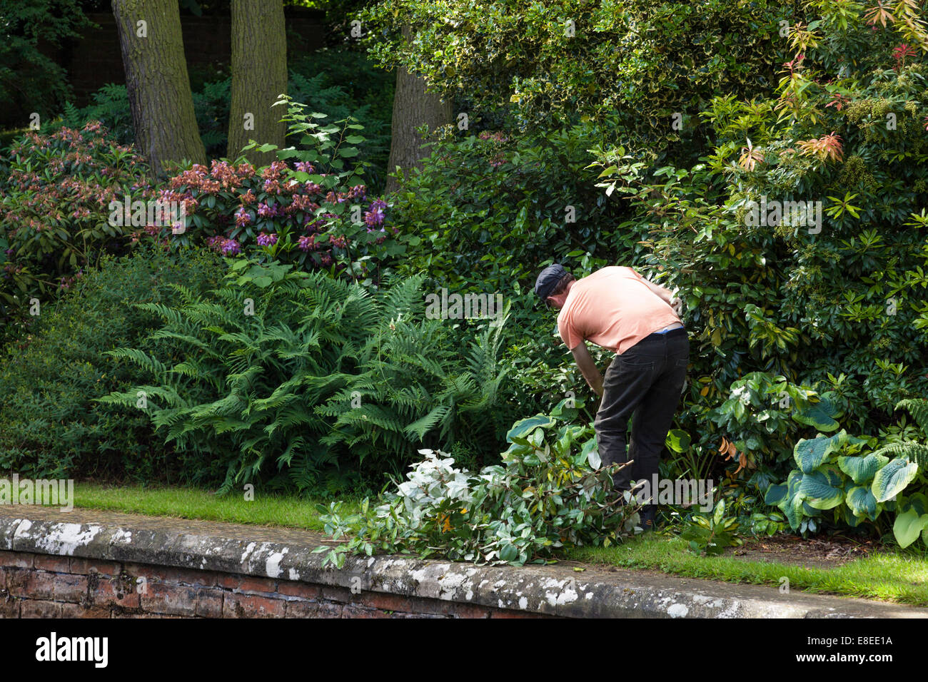 Man gardening. Gardener cutting back or pruning plants and bushes, England, UK Stock Photo