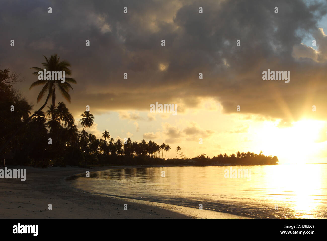 Palm trees on a tropical beach at sunset or sunrise Stock Photo - Alamy