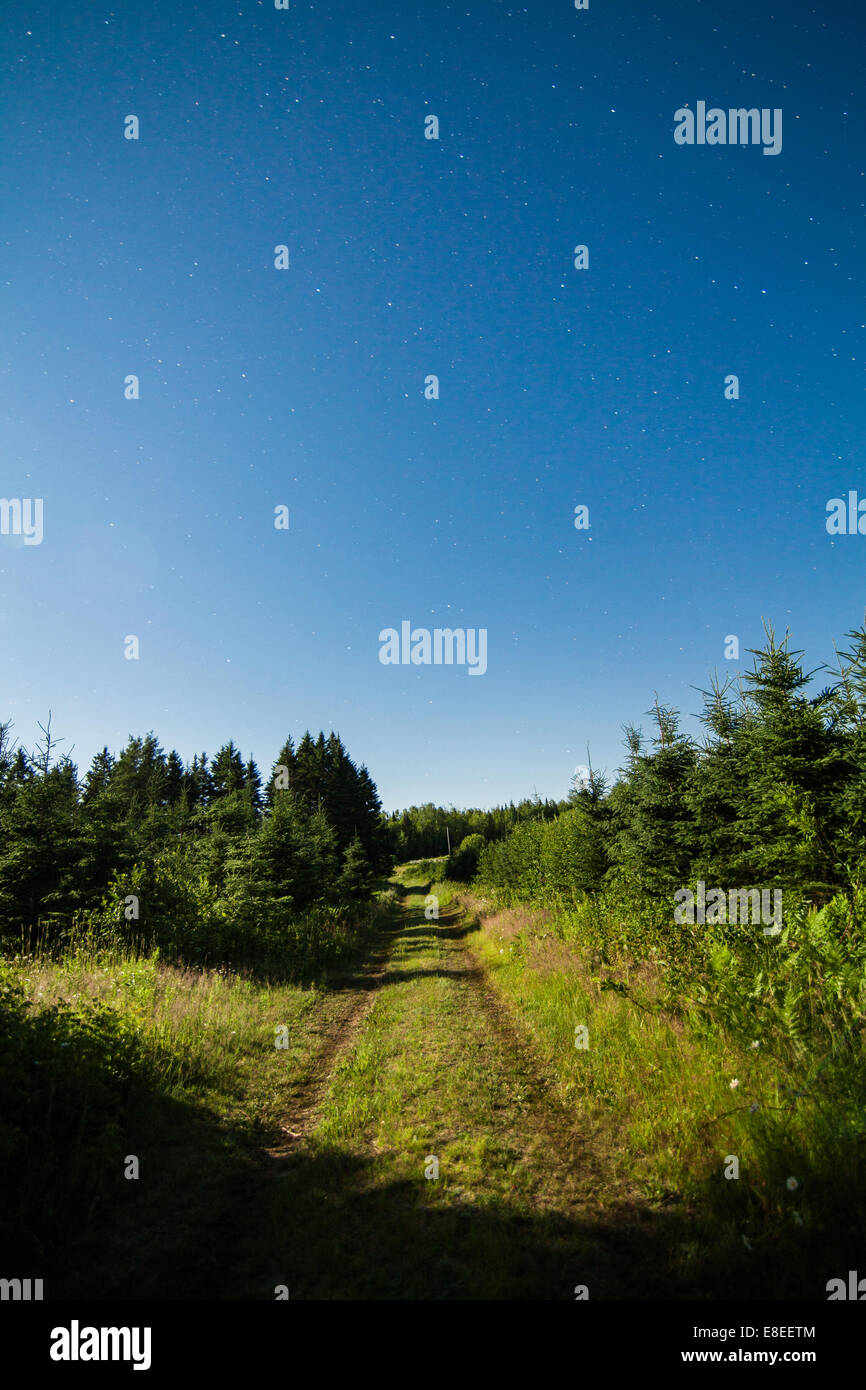 Country Road in the forest with Clear Sky and Stars at Night Time Stock ...