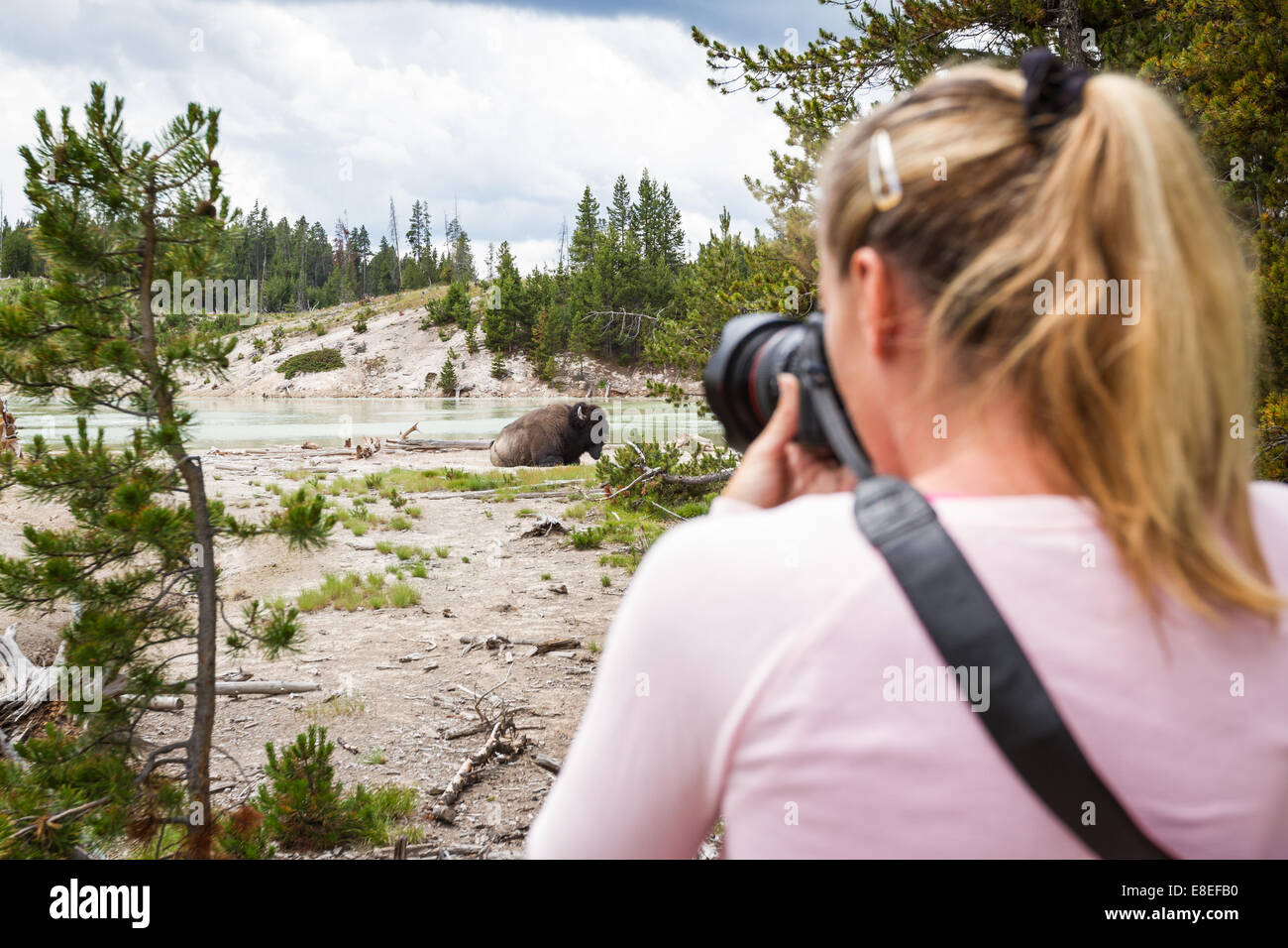 close up of a wildlife photographer in Yellowstone national park taking ...