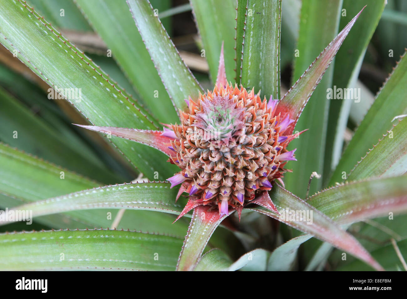 pineapple flower growing in a field Stock Photo Alamy