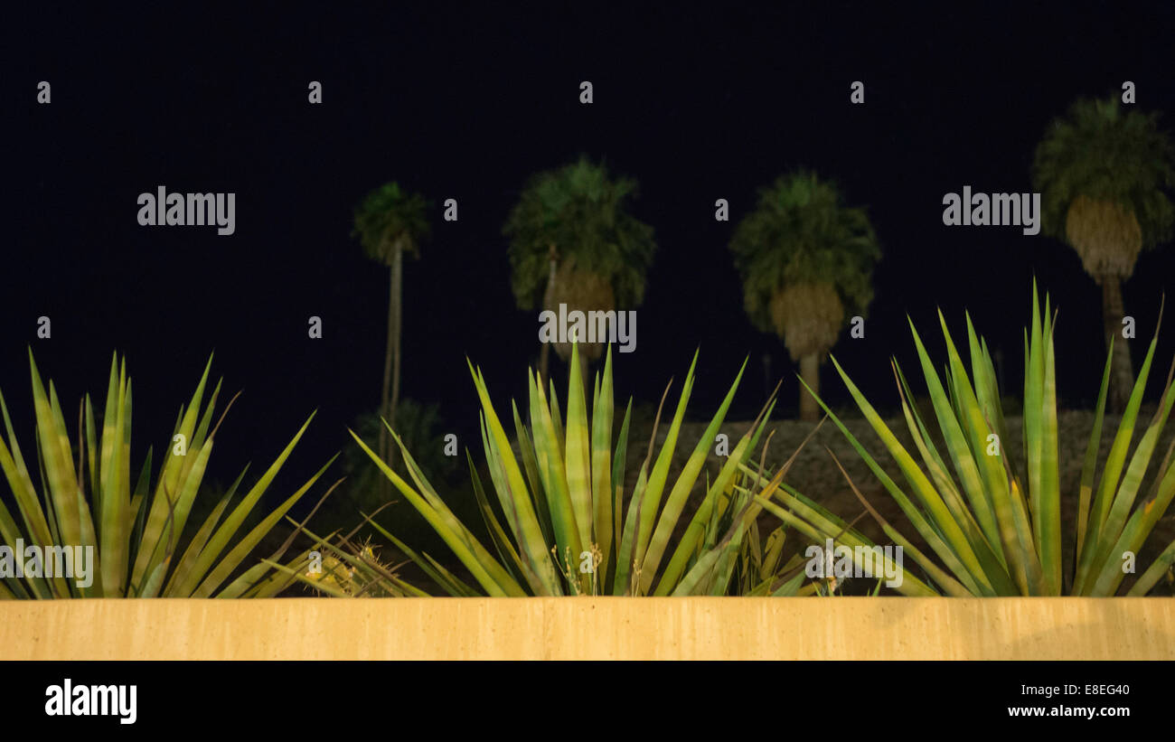 Tropical plants background hi-res stock photography and images - Alamy