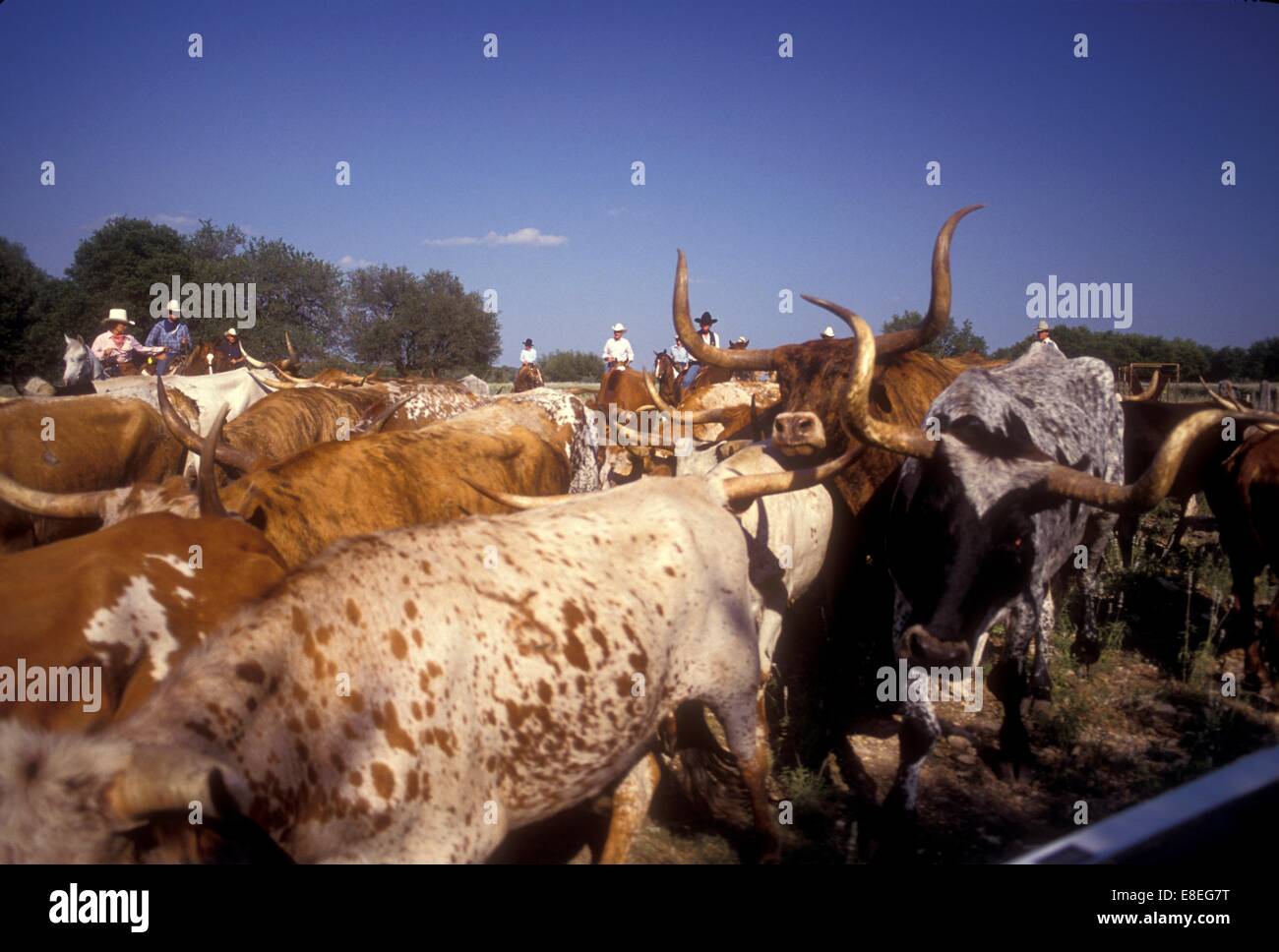 Herding Longhorn Cattle High Resolution Stock Photography and Images ...