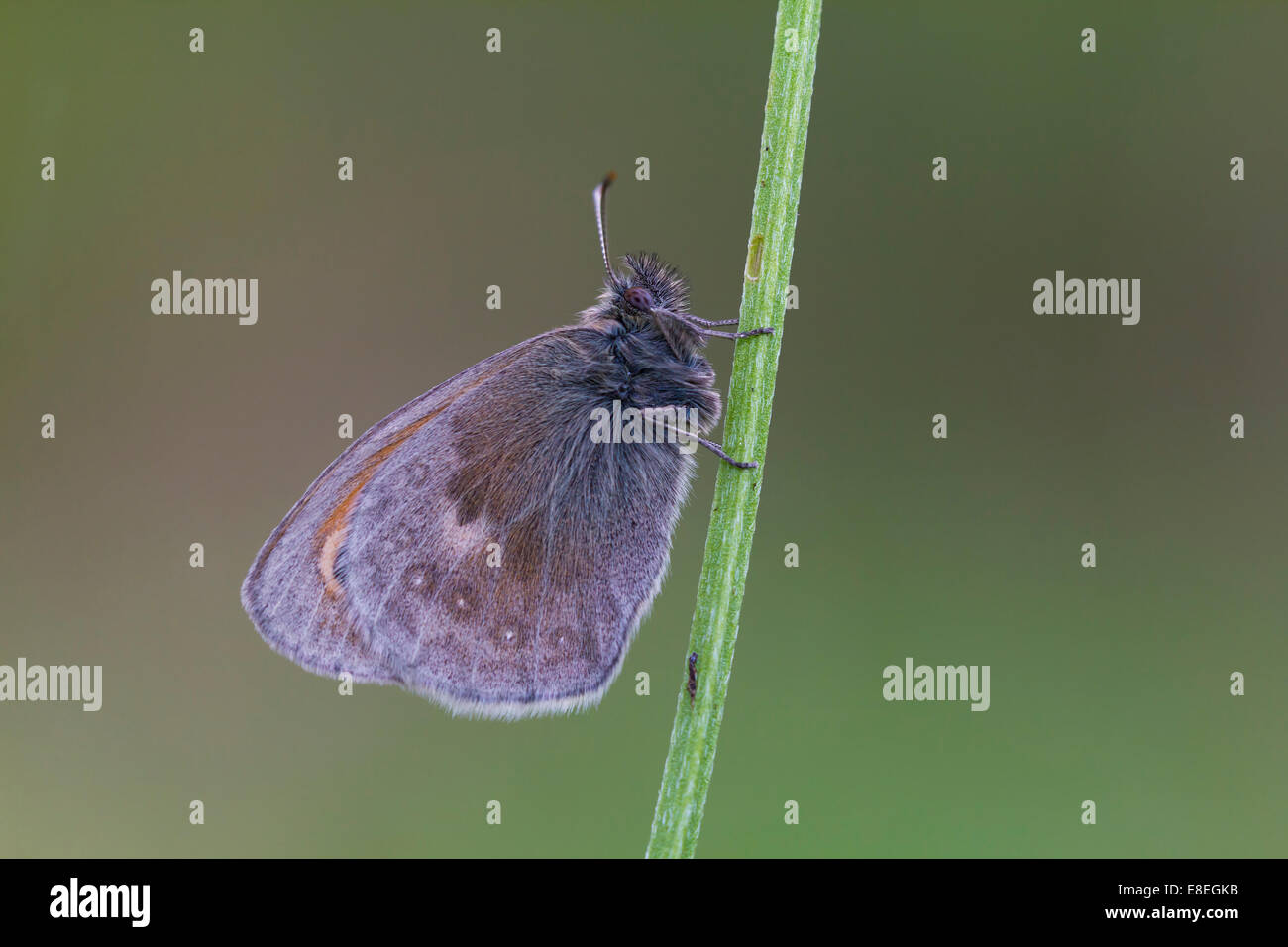 Small Heath, Coenonympha pamphilus, in a meadow Stock Photo