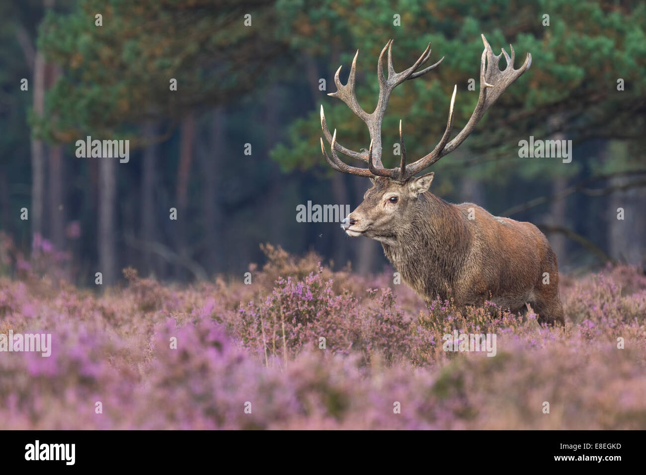 Red deer stag rut on purple heathland Stock Photo