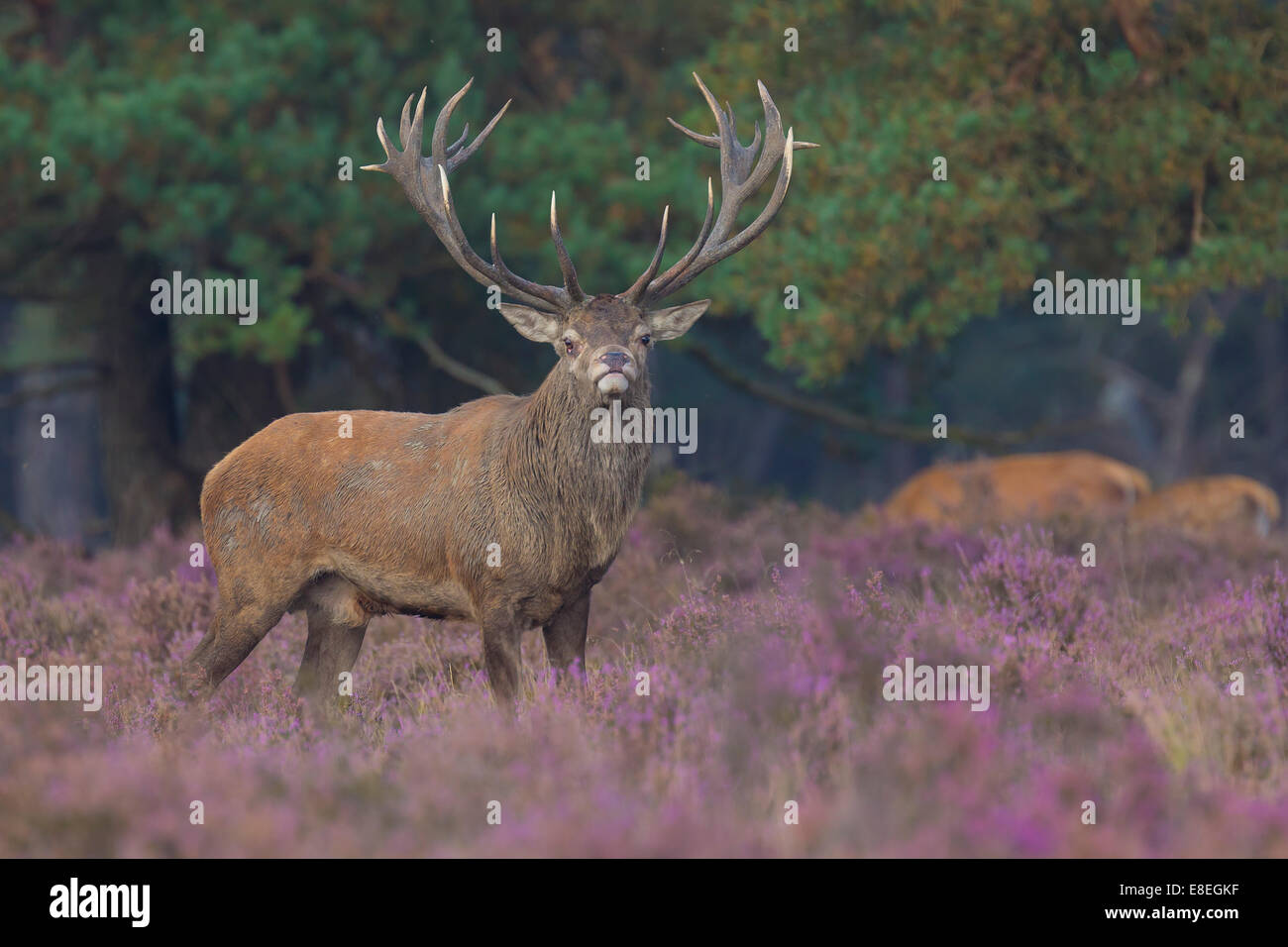 Red deer stag rut on purple heathland Stock Photo