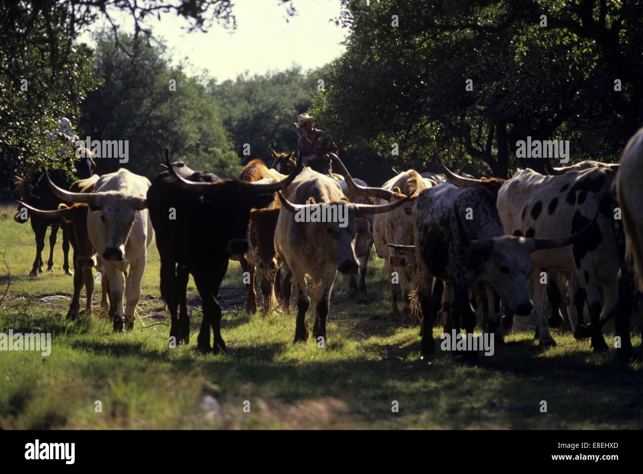 herd of longhorn cattle moving down a trail Stock Photo