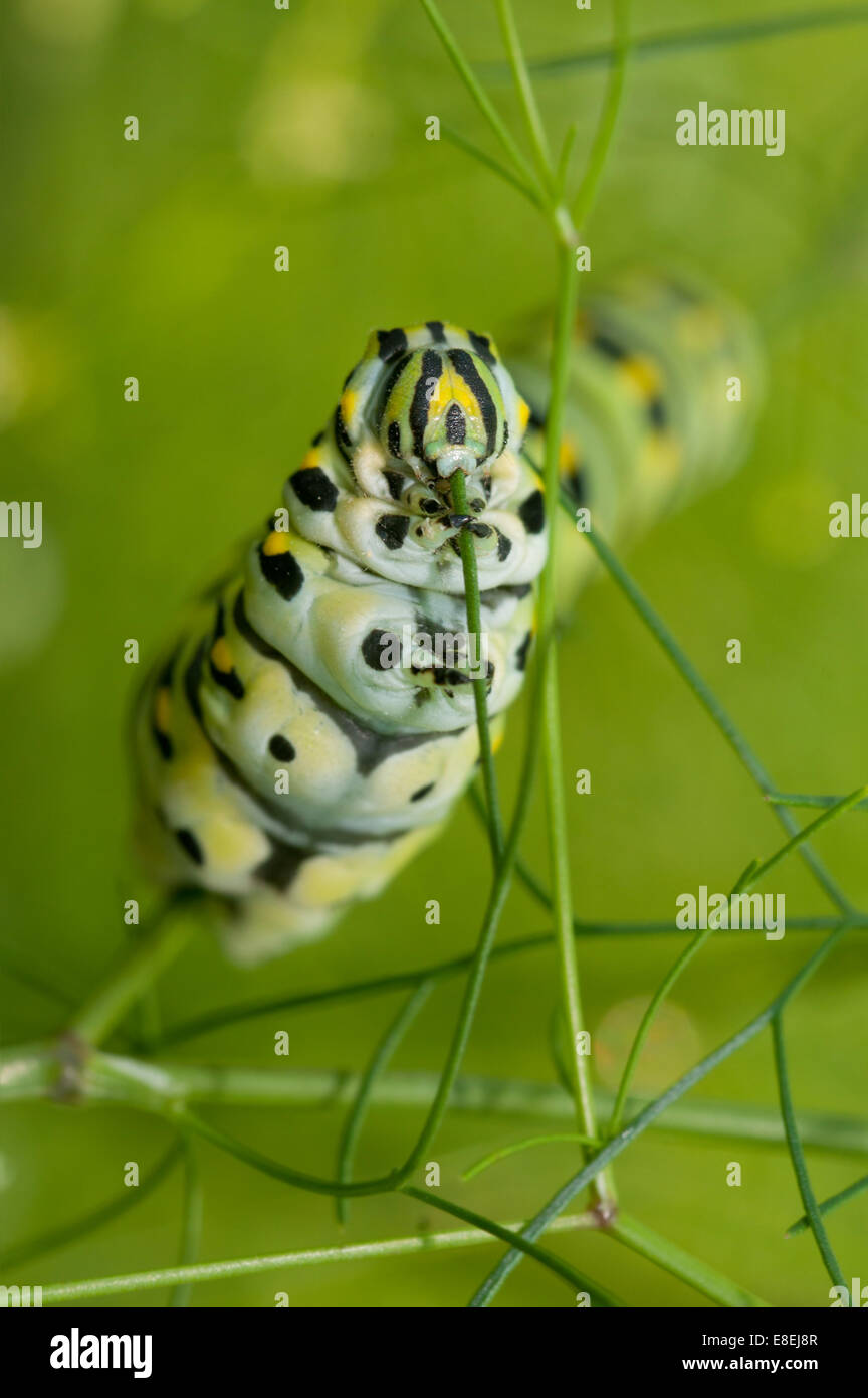 Macro image of a Black Swallowtail caterpillar feeding on dill Stock Photo