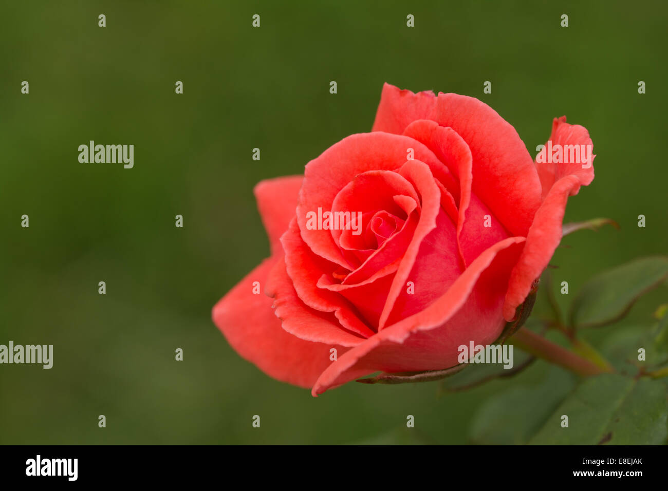 Brilliant bright red single rose in garden with a green background ...