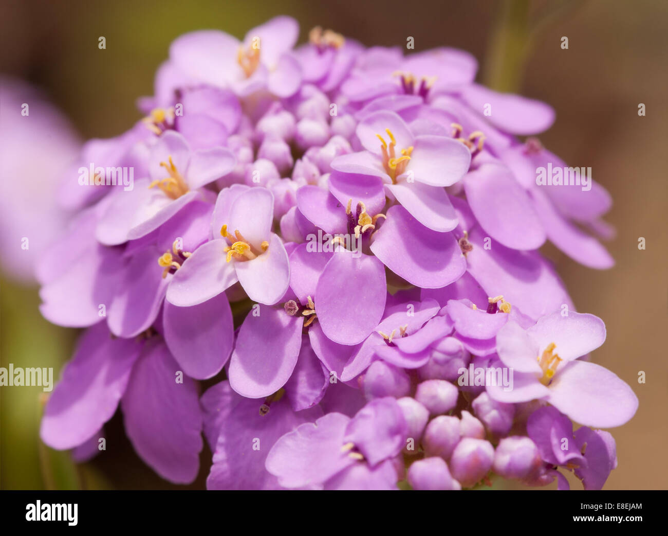 Iberis umbellata, Candytuft flower in delicate light purple color Stock Photo