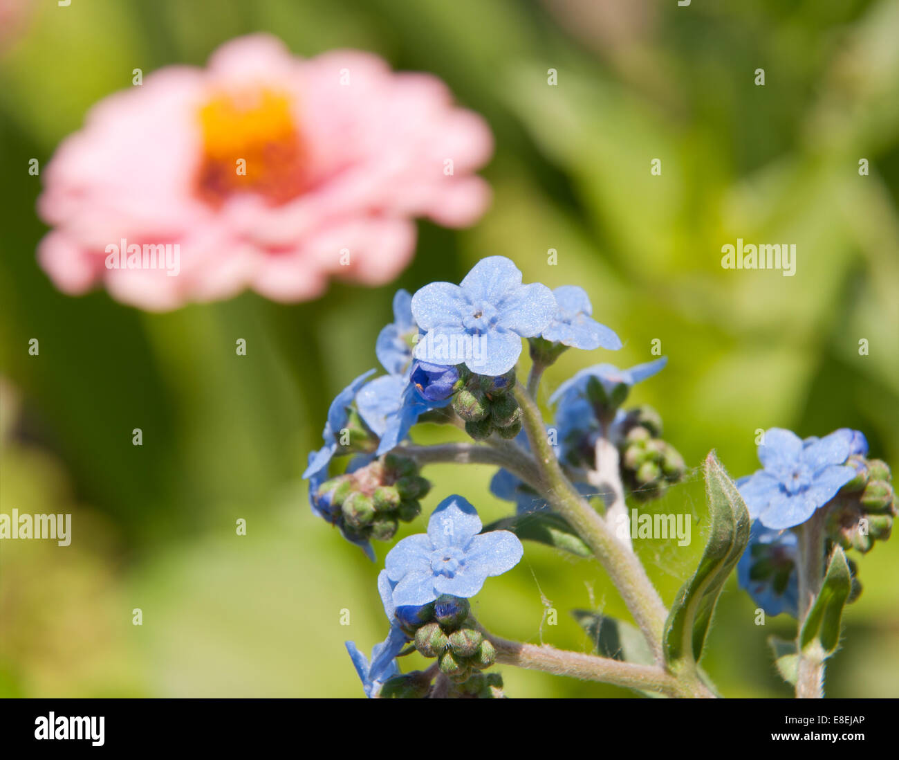Baby blue Chinese Forget-me-not flowers in summer garden Stock Photo