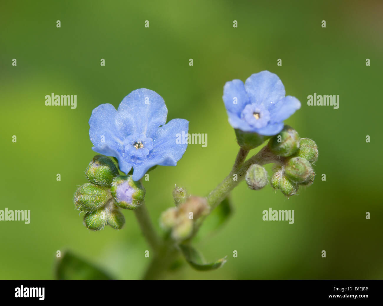 Tiny, delicate flowers of Cynoglossum amabile, Chinese Forget-me-not Stock Photo