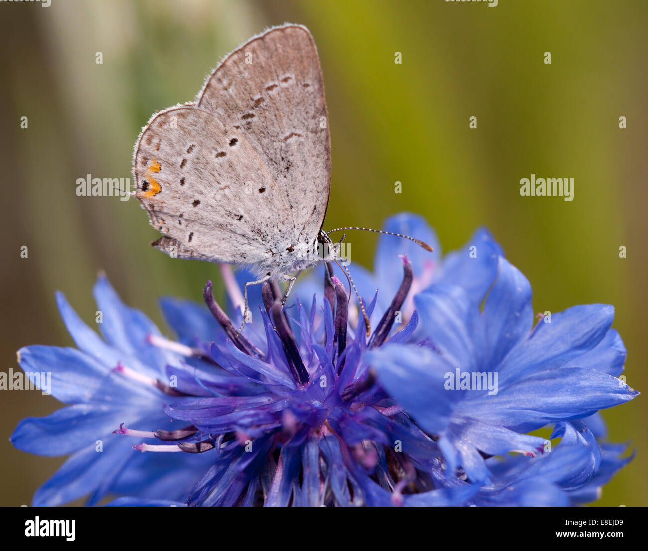 Diminutive Easter Tailed Blue butterfly feeding on a blue Cornflower in spring Stock Photo