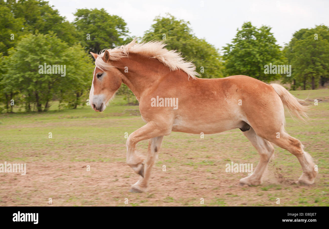 Blond Belgian draft horse galloping in summer pasture Stock Photo