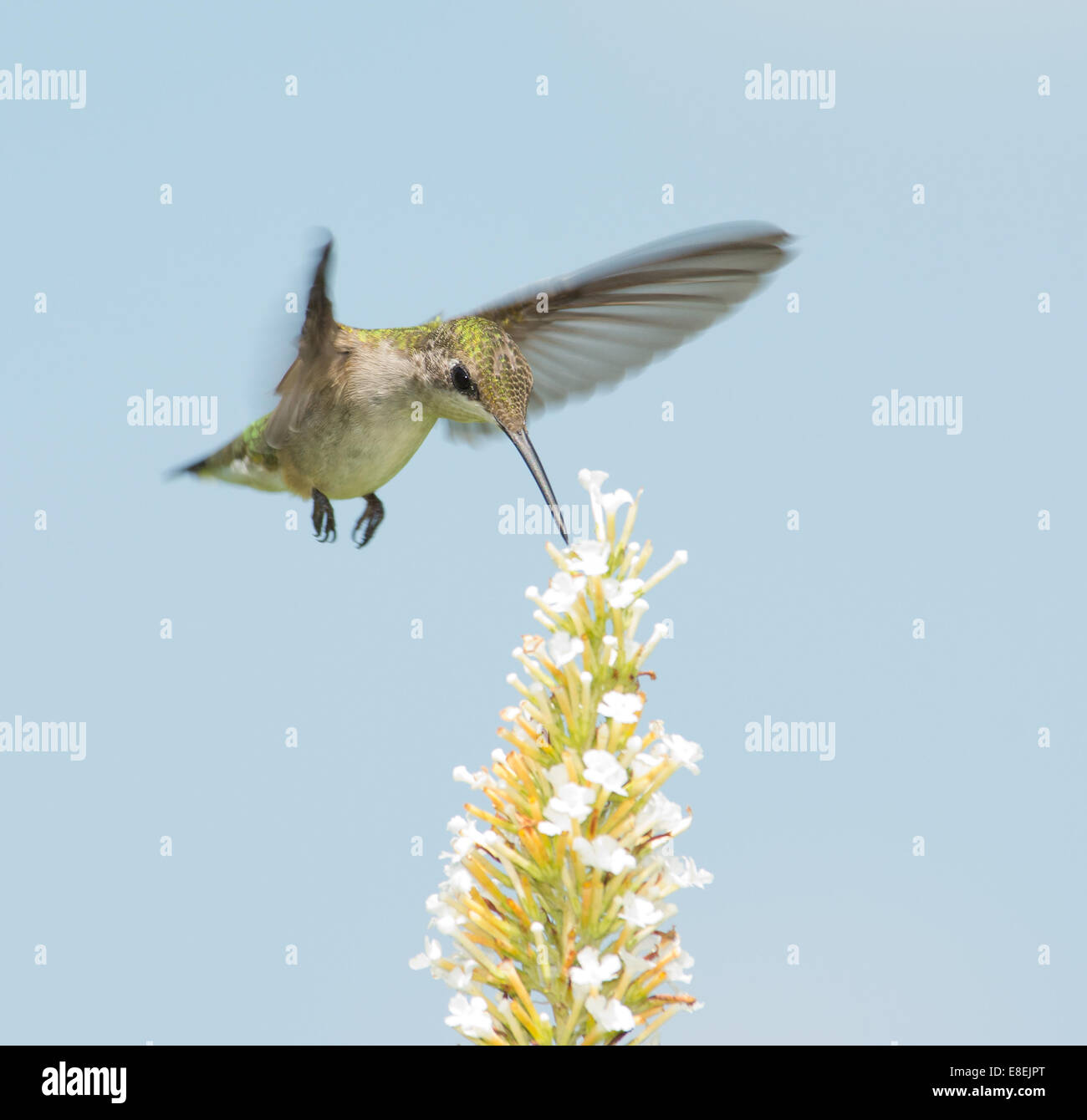 Hummingbird reaching for nectar in flight Stock Photo