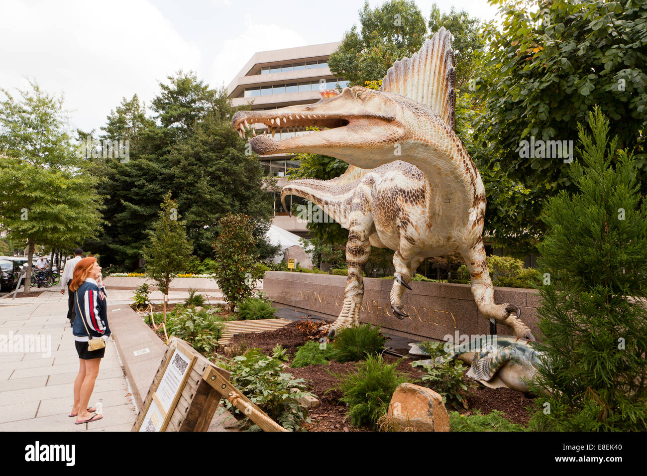Spinosaurus sculpture in front of the National Geographic Society HQ - Washington, DC USA Stock Photo