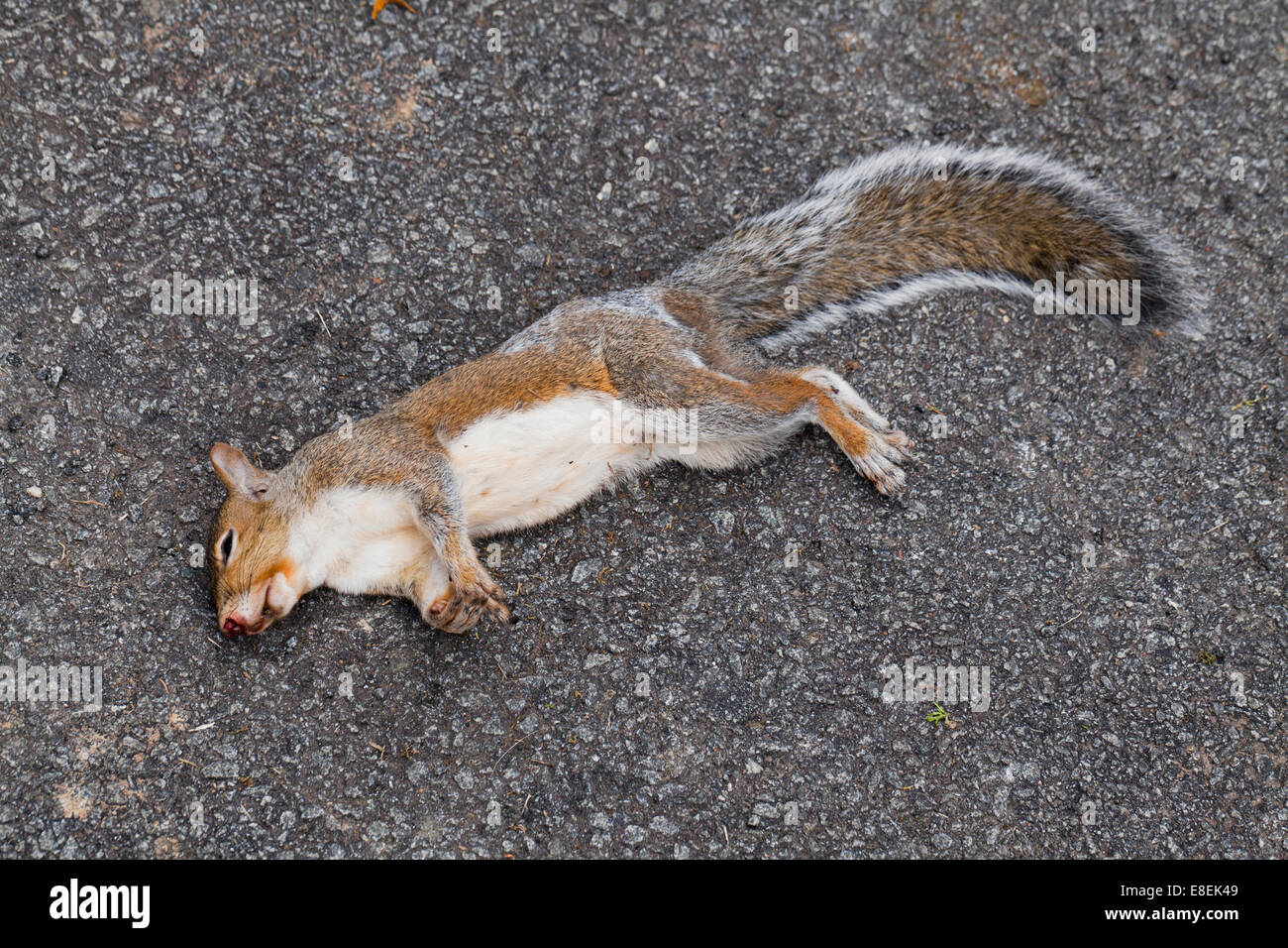 American red squirrel roadkill (Tamiasciurus hudsonicus) - USA Stock Photo