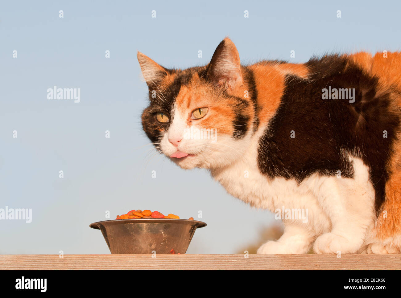 Beautiful calico cat eating kibble outdoors, in spring evening sun Stock Photo