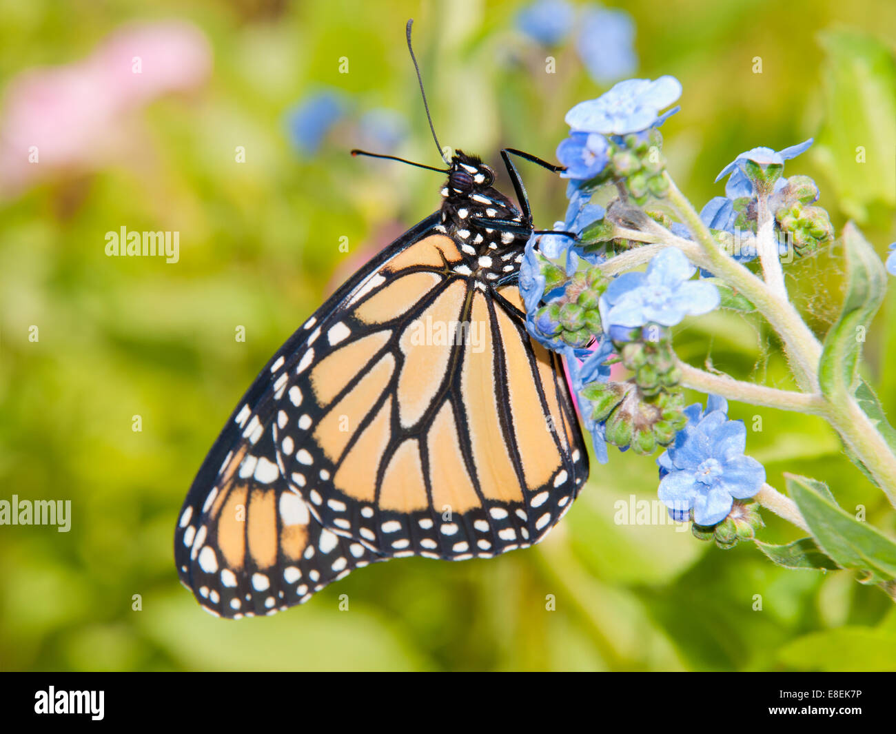 Monarch butterfly on a baby blue Chinese Forget-me-not flower in colorful summer garden Stock Photo