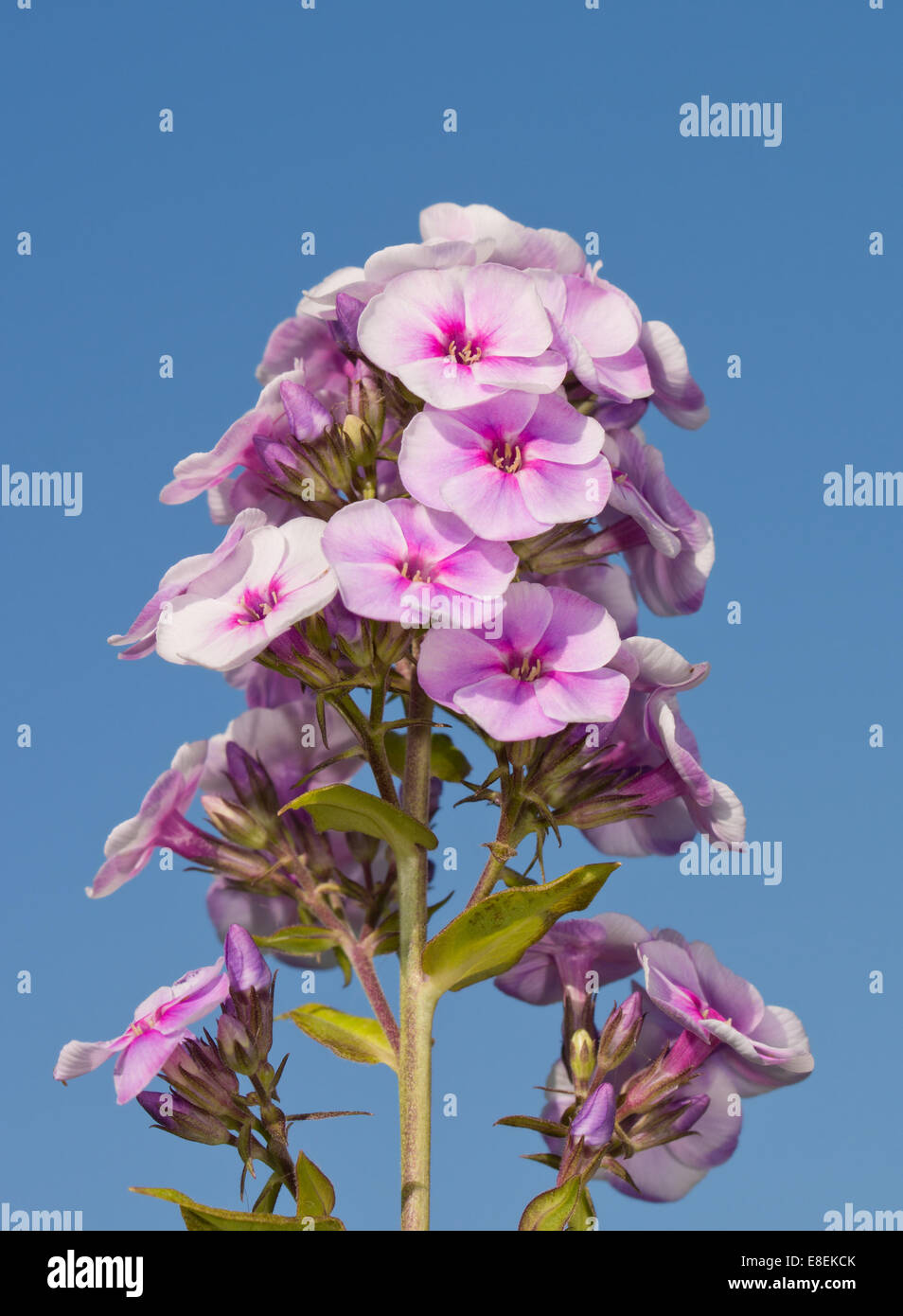 Phlox paniculata, tall Phlox in beautiful pink against blue sky Stock Photo